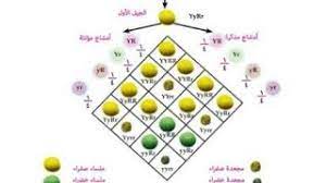 <yoastmark class=