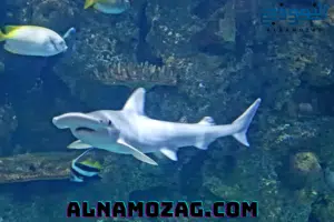 الكائنات البحرية